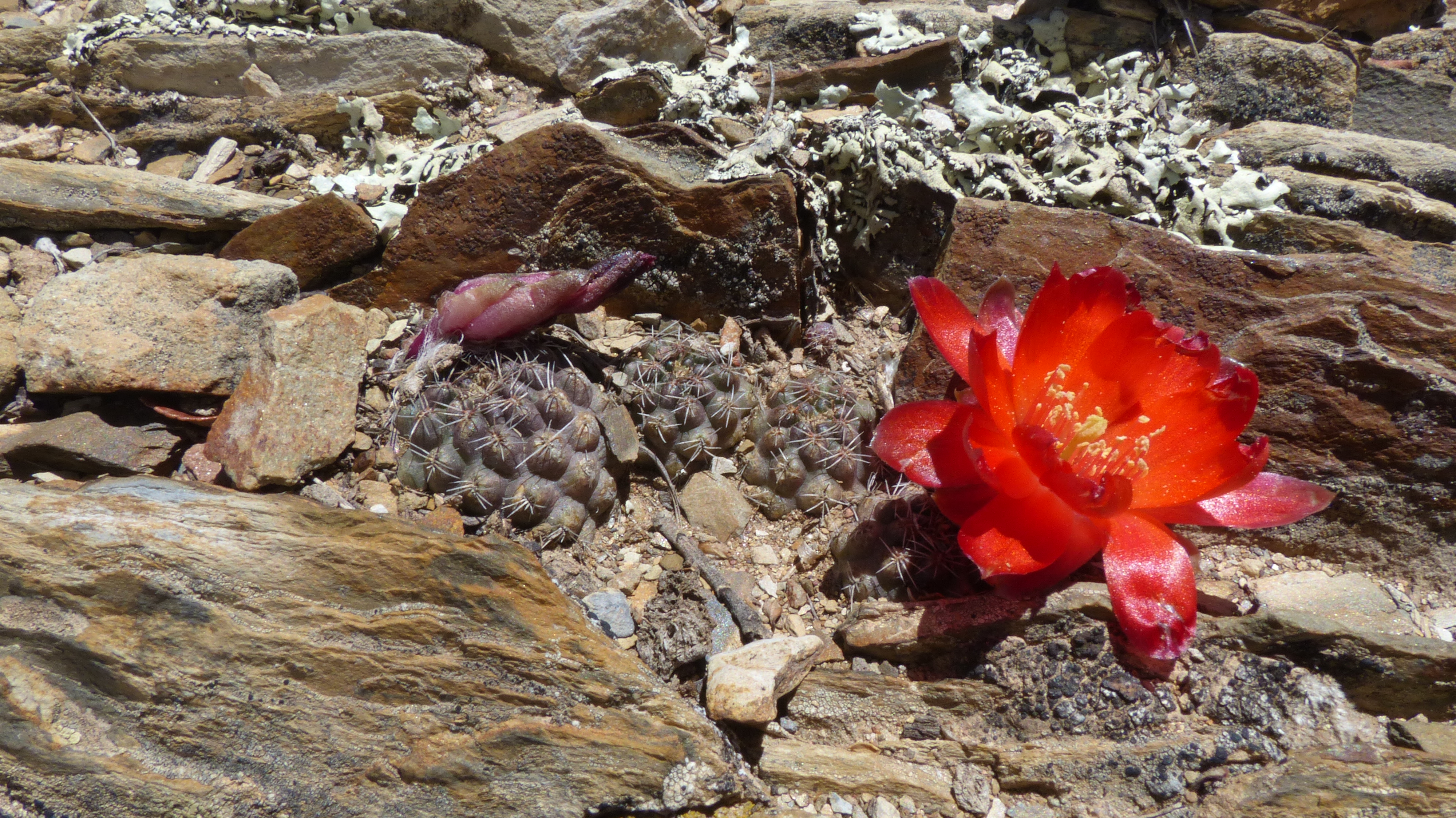 Rebutia steinmannii MN 468 (N. Turuchipa, Bol)