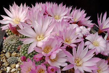 Rebutia narvaecensis MN 528 (Narvaez, Tarija, Bol)