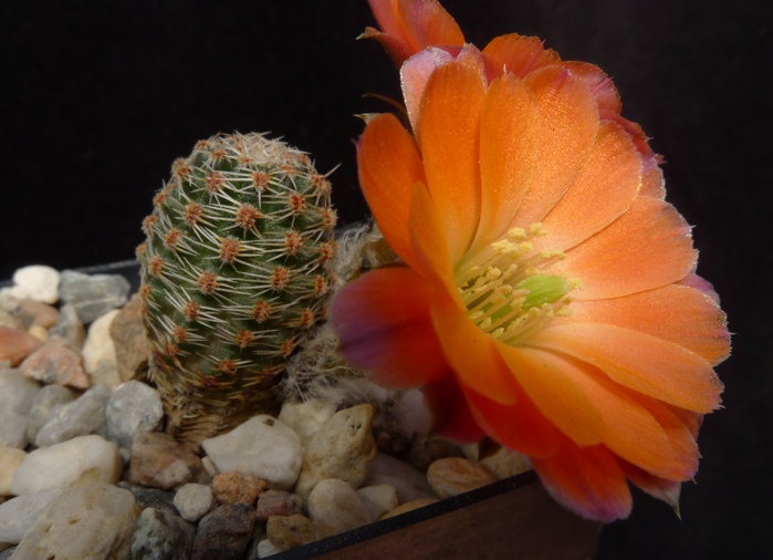 Rebutia pygmaea 'albidula' MN 382 (Yunchara, Bol)