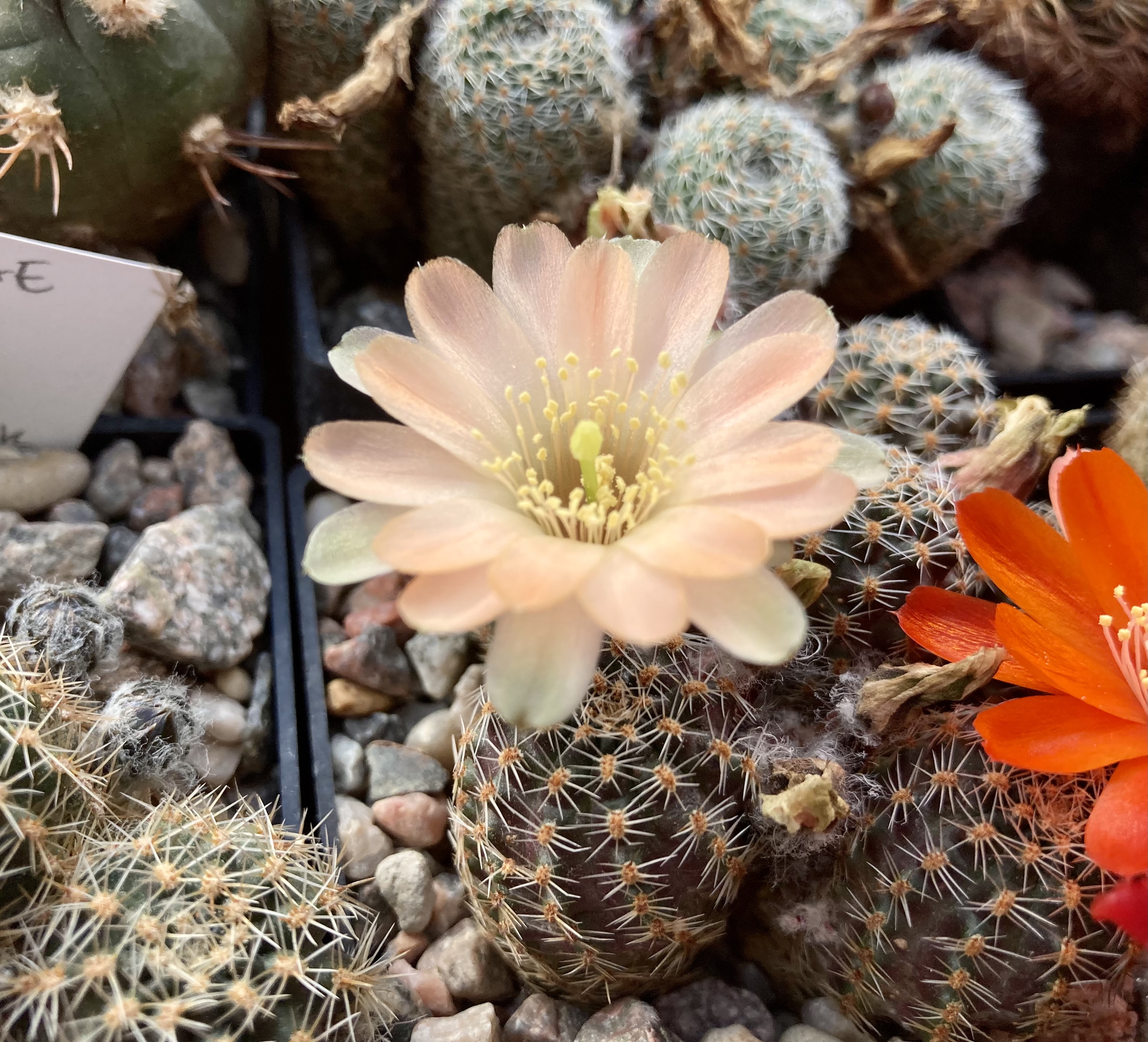 Rebutia pygmaea MN 379 (Yunchara, Bol)