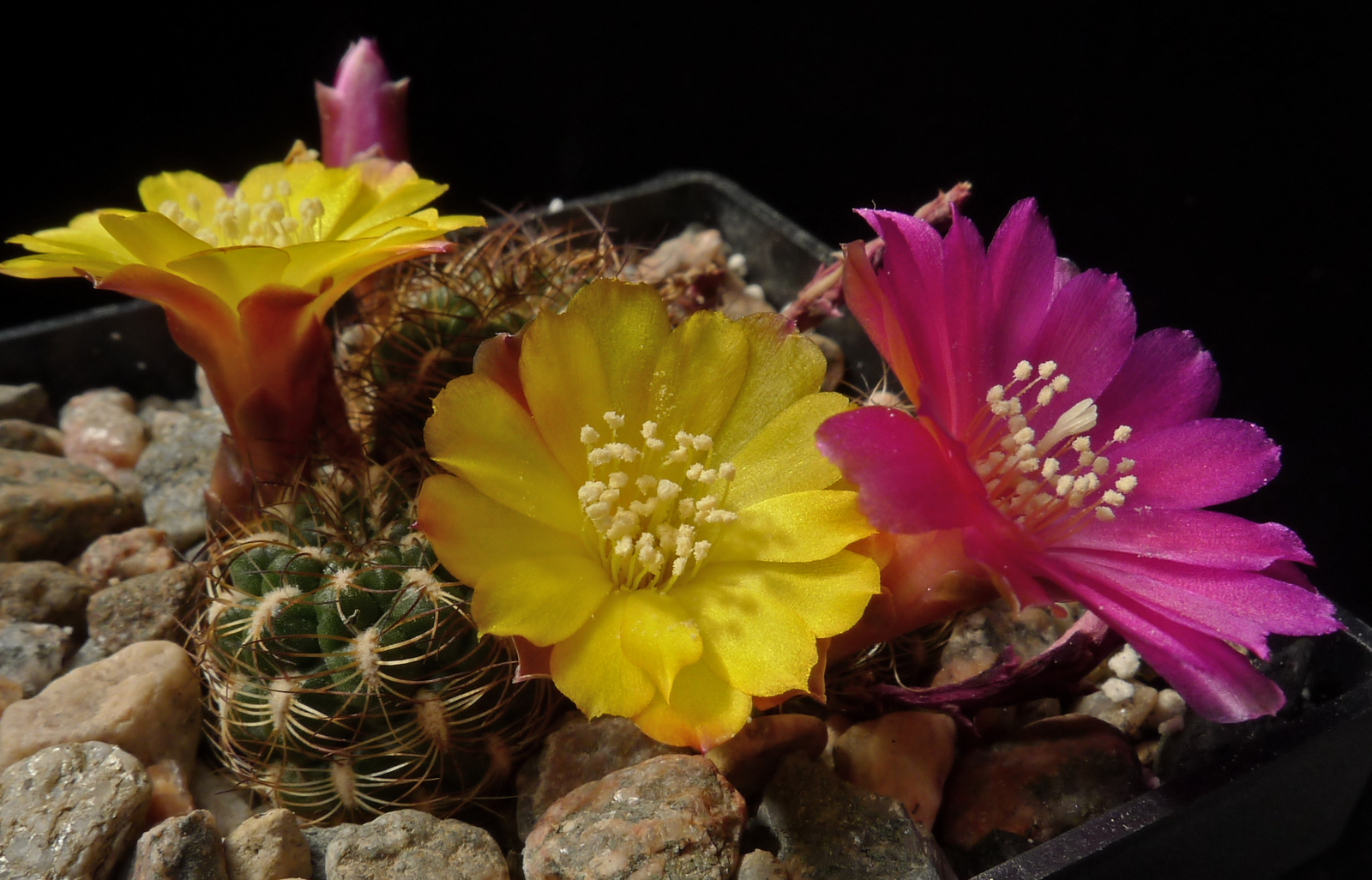 Sulcorebutia cantargalloensis LH 1419 (Cantargallo, Bol)