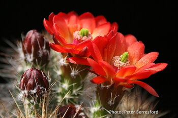 Echinocereus pacificus (San Carlos Canyon, BCN)