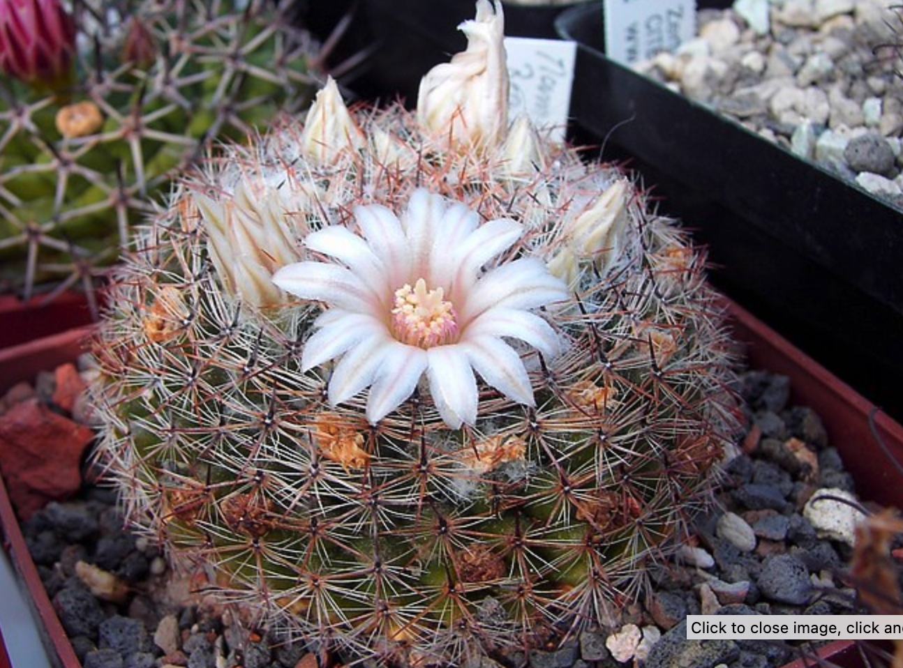Mammillaria arroyensis RS 147