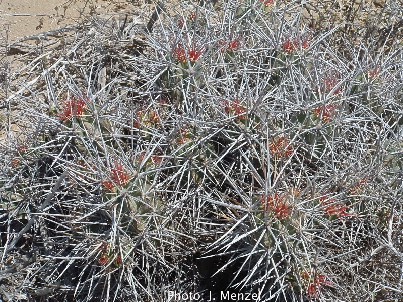 Echinocereus maritimus v. hancockii (Hipolito, BCS, Mex)
