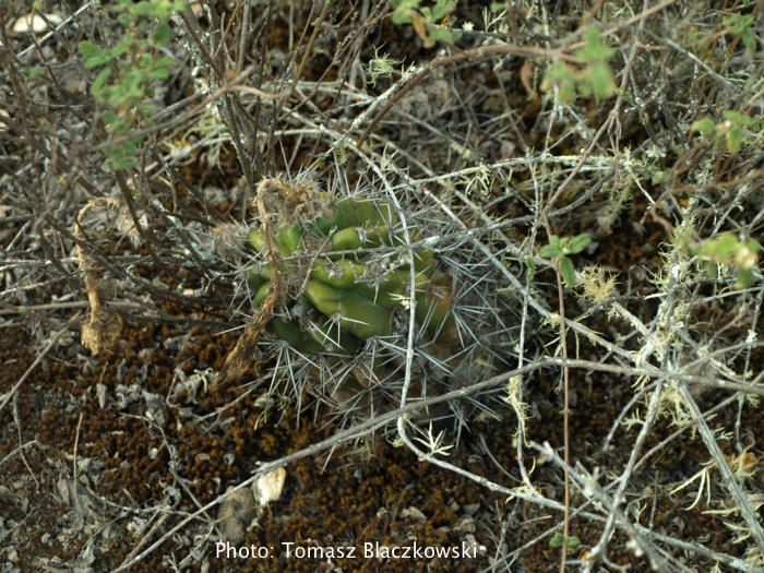 Echinopsis ayopayana TB 476.2 (Independecja, Coch, Bol)