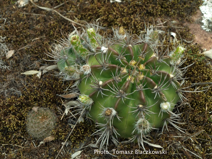 Lobivia calorubra 'carmineoflora' TB 507.1 (Comarapa, Santa Cruz, Bol) - 2