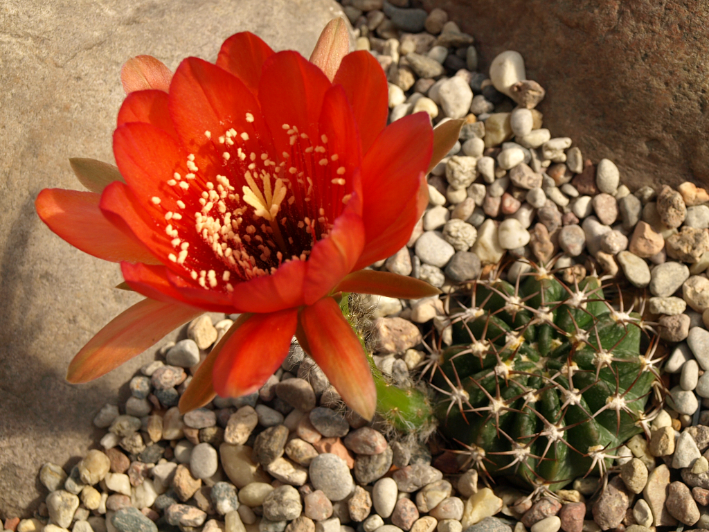 Lobivia calorubra 'carmineoflora' TB 507.1 (Comarapa, Santa Cruz, Bol)