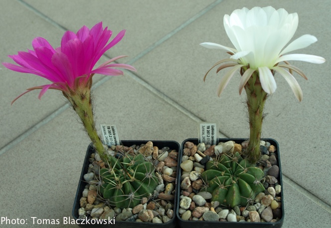 Lobivia calorubra v. cardenasiana TB 207.2 (Junacas, Tarija, Bol) - 2