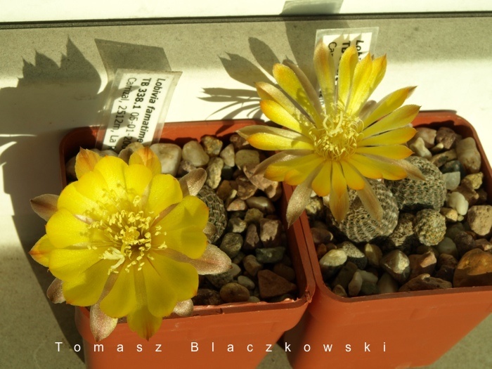 Lobivia famatimensis TB 338.1 (Carrizal, La Rioja, Arg) - 2