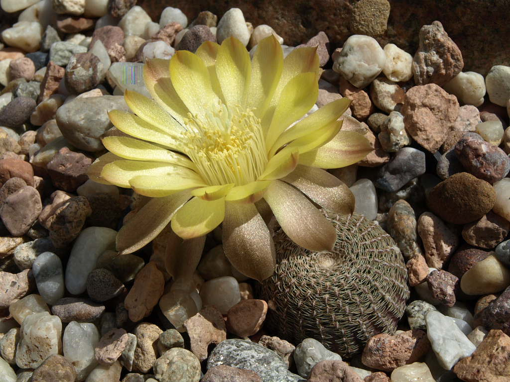 Lobivia famatimensis TB 338.1 (Carrizal, La Rioja, Arg)