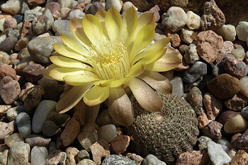 Lobivia famatimensis TB 338.1 (Carrizal, La Rioja, Arg)