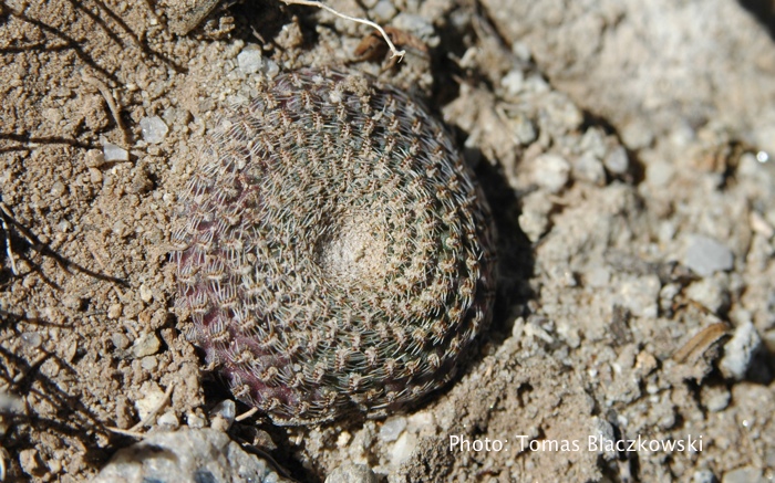 Lobivia famatimensis TB 338.1 (Carrizal, La Rioja, Arg) - 3