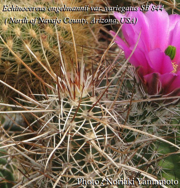 Echinocereus engelmannii v variegatus SB 844 (Navajo Co, Az) - 2