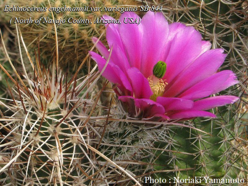 Echinocereus engelmannii v variegatus SB 844 (Navajo Co, Az)