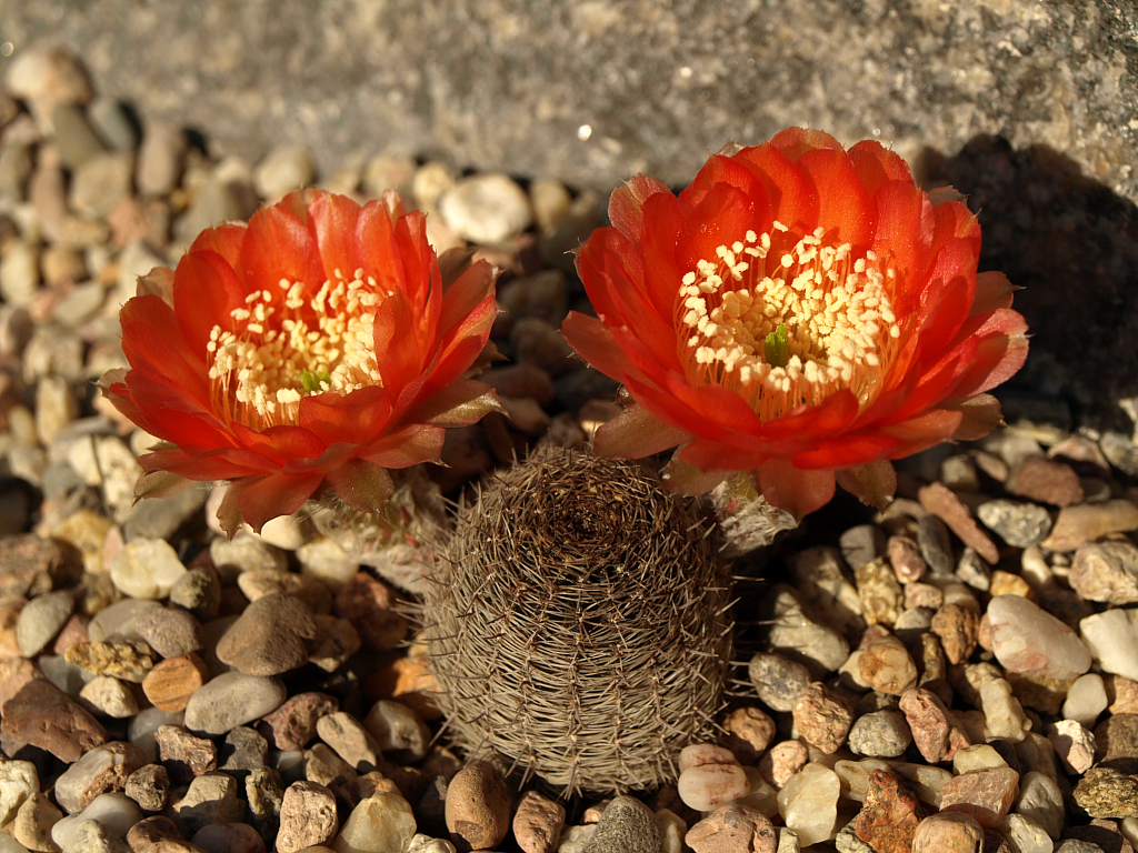 SuccSeed - Lobivia haematantha v. rebutioides TB 410.1 (Tumbaya, Arg)