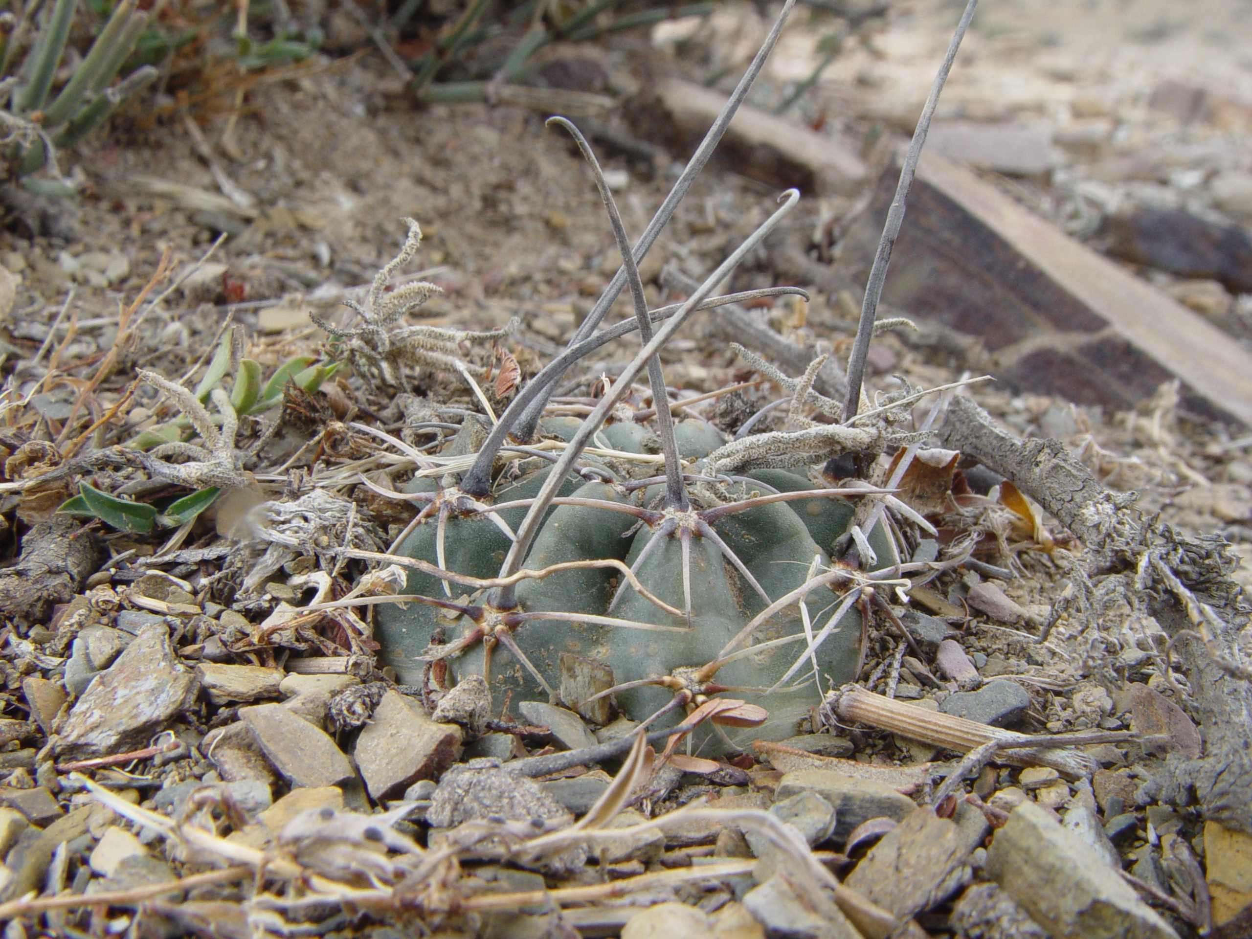Lobivia pugionacantha v. salitrensis TB 064.1 (San Pedro to Culpina, Chuq., Bol) - 2