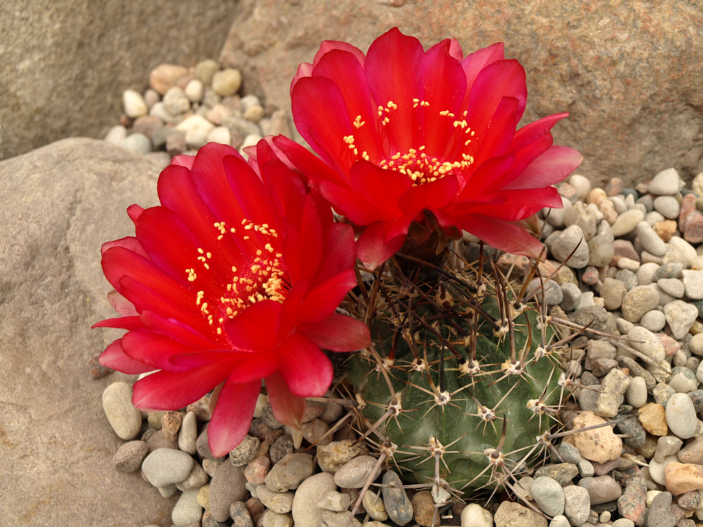 Lobivia pugionacantha v. salitrensis TB 064.1 (San Pedro to Culpina, Chuq., Bol)