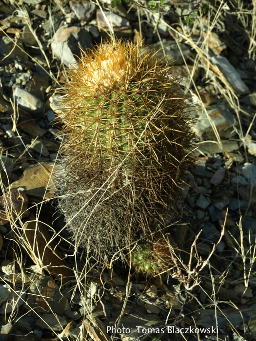 Parodia fulvispina v. brevihamata TB 215.2 (Isque, Potosi, Bol)