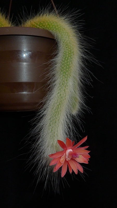 Hildewinteria colademononis - 2