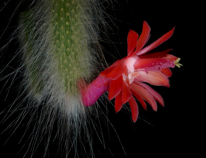 Hildewinteria colademononis