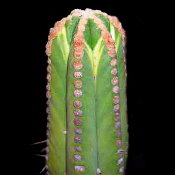 Browningia pilleifer
