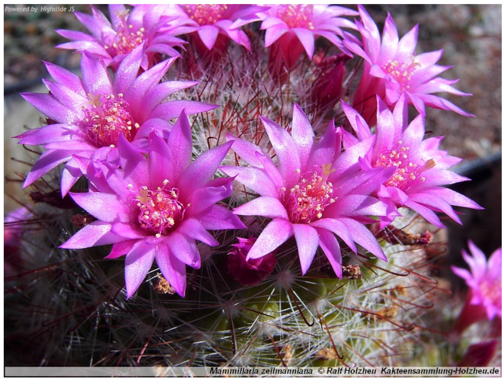 Mammillaria zeilmanniana