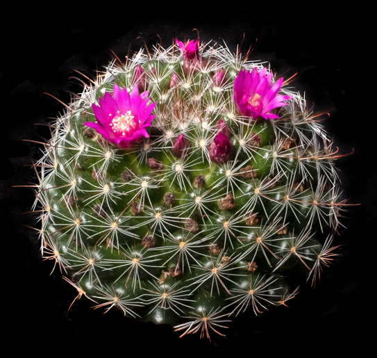 Mammillaria zeilmanniana - 2