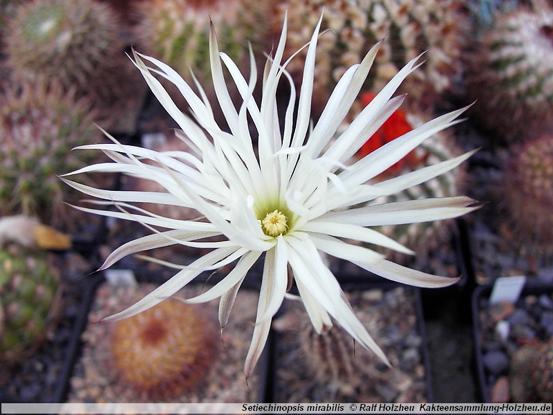 Seti-echinopsis mirabilis WR 131 (Patquia)