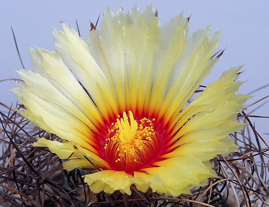 Astrophytum capricorne v. minor PP 473