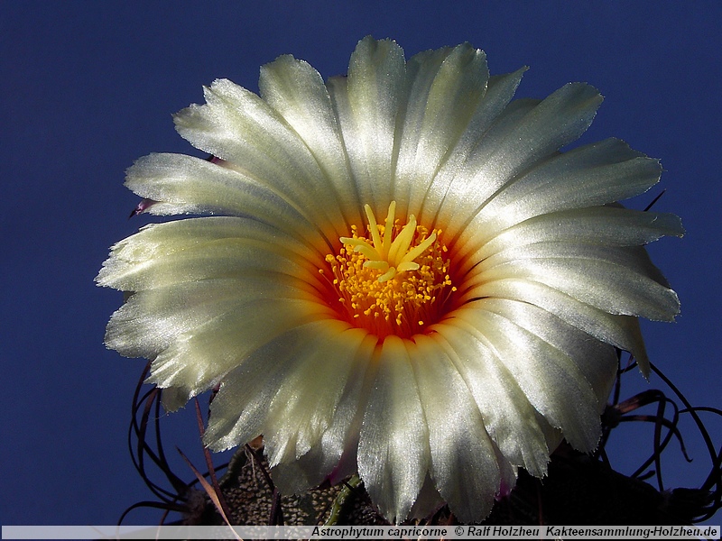 Astrophytum capricorne RS 81 (La Rinconada, Mex)