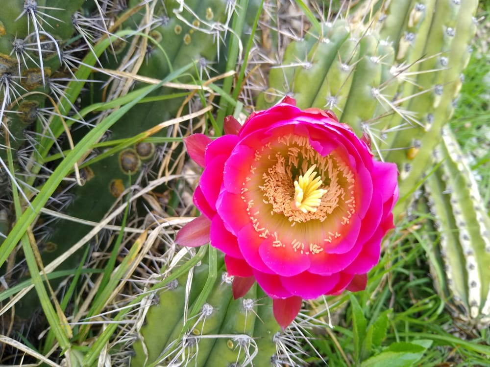 Trichocereus tulhuayacensis (Huancayo, Peru)