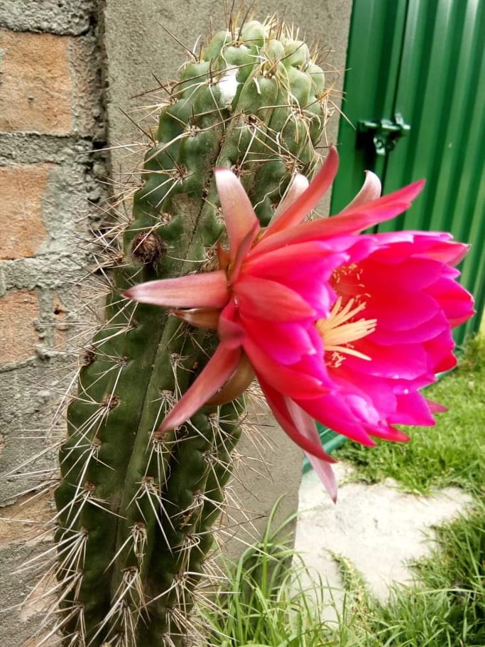 Trichocereus tulhuayacensis (Huancayo, Peru) - 3
