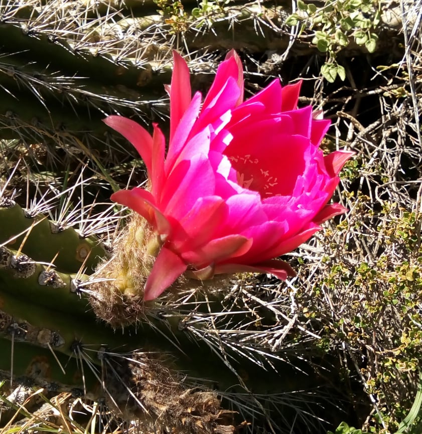 Trichocereus tulhuayacensis (Huancayo, Peru) - 2