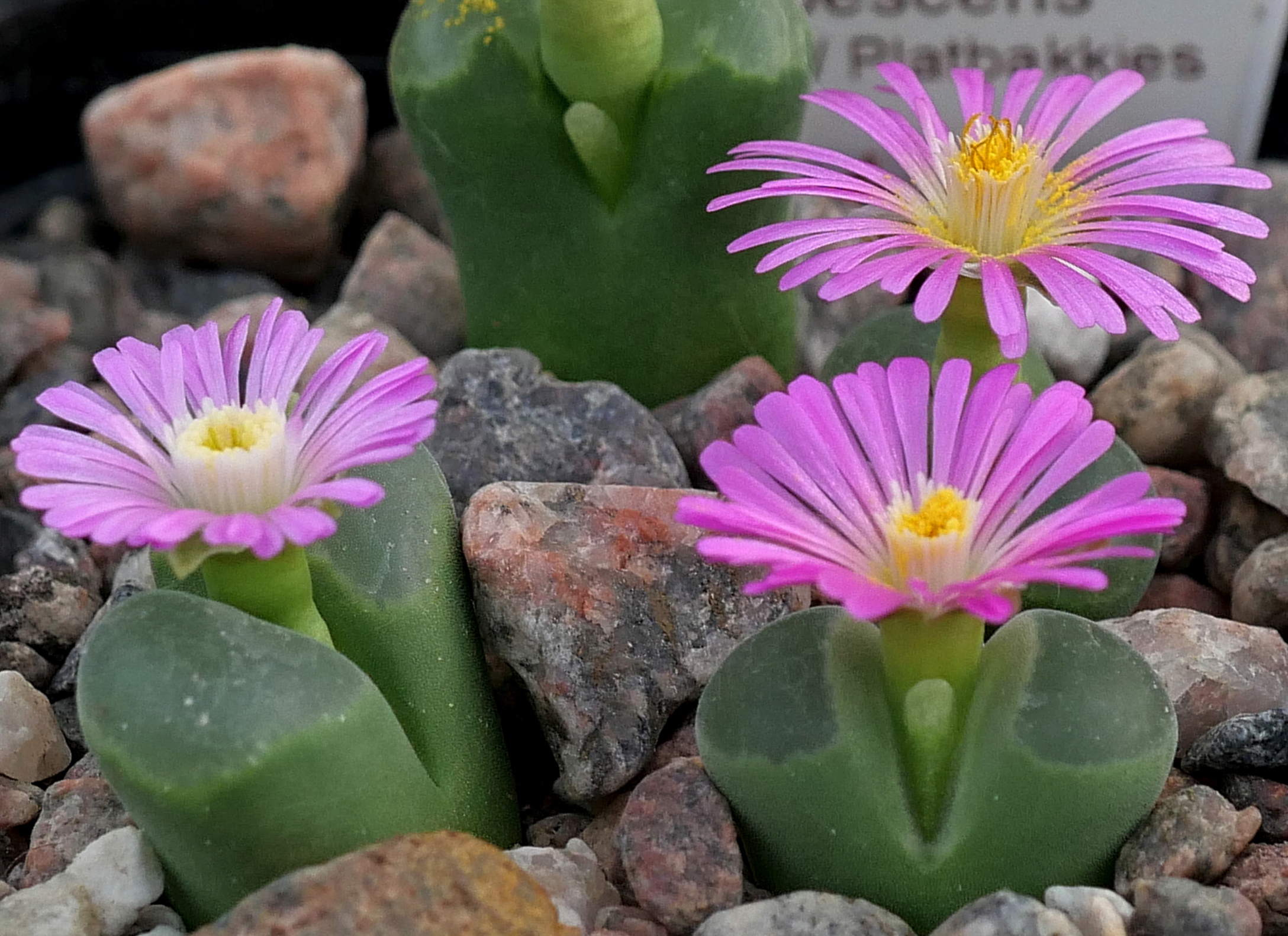 Conophytum pubescens (14 km W Platbakkies)