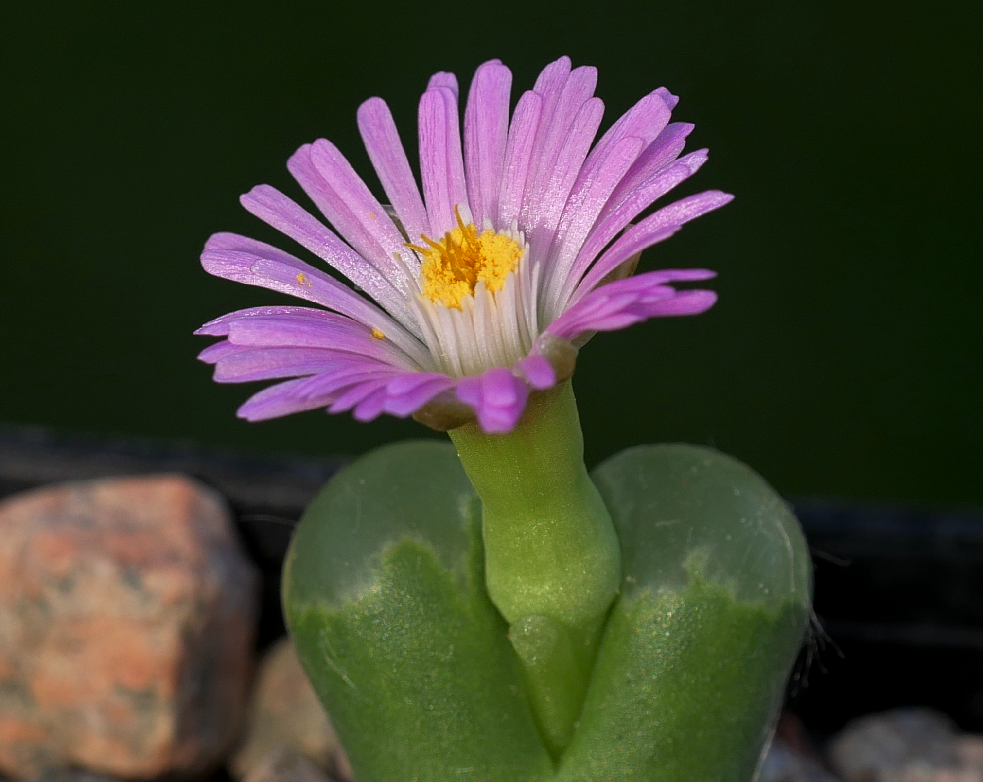 Conophytum pubescens (14 km W Platbakkies) - 2