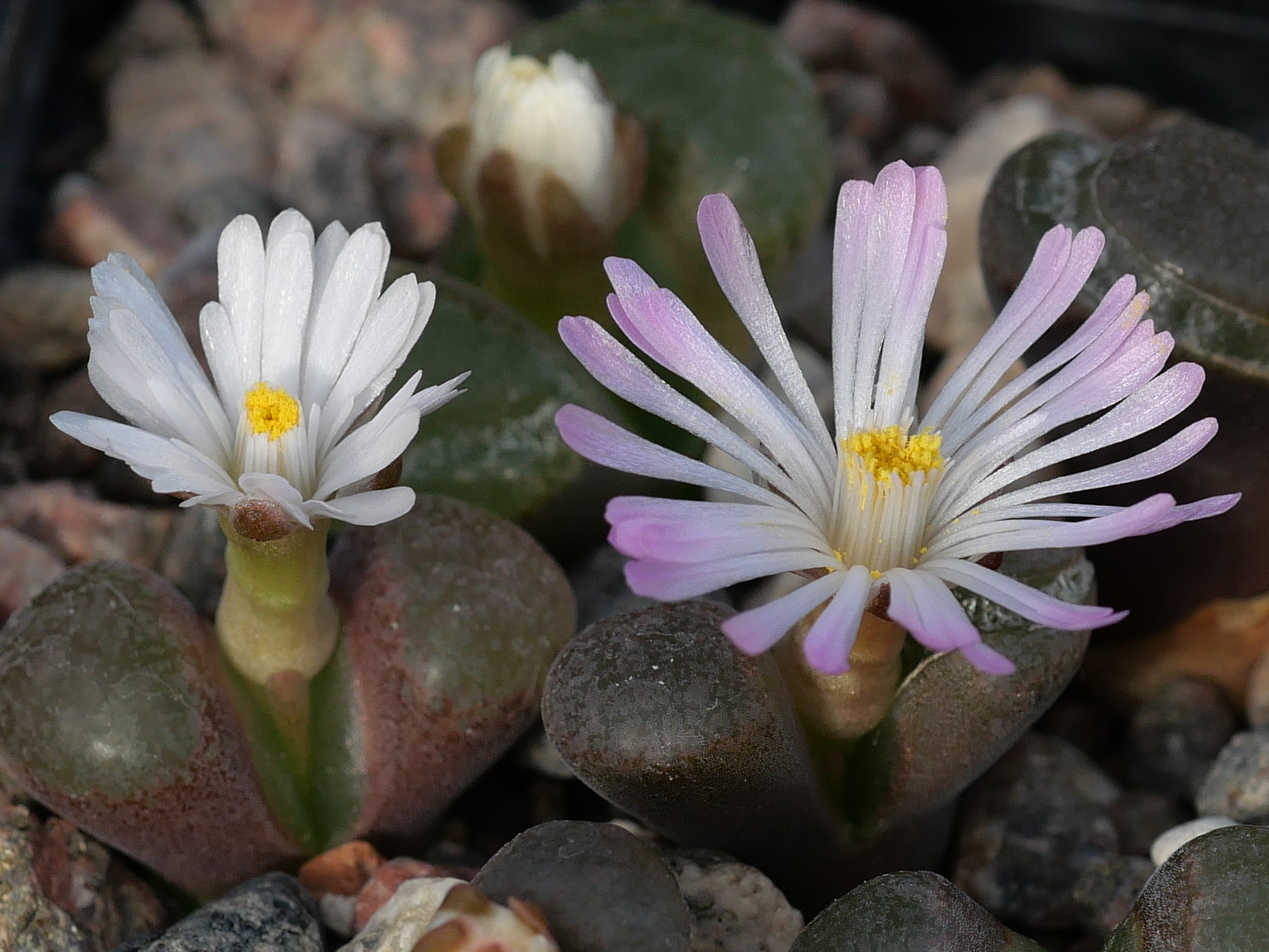 Conophytum verrucosum (Kouberg)