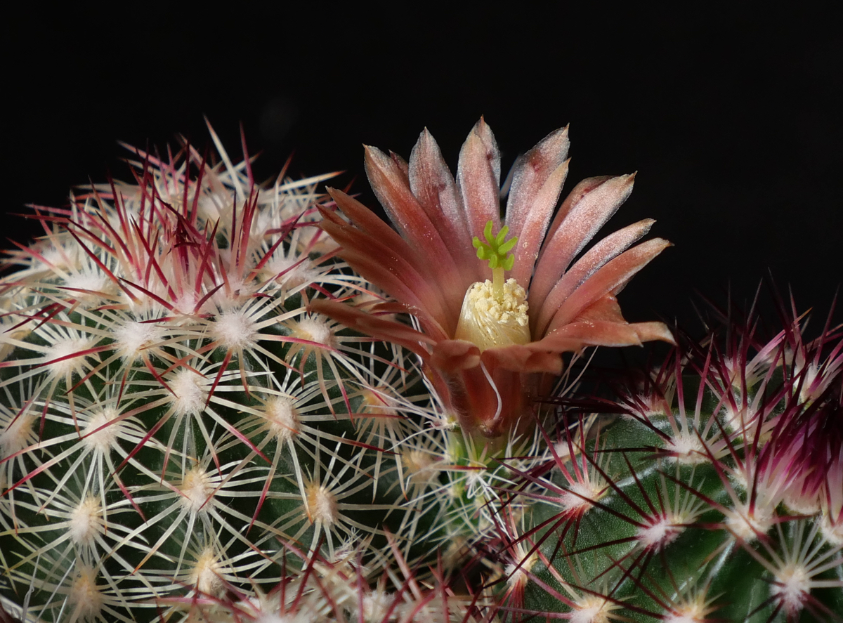 Echinocereus chloranthus MN 695 (Marfa, Presidio Co, TX)