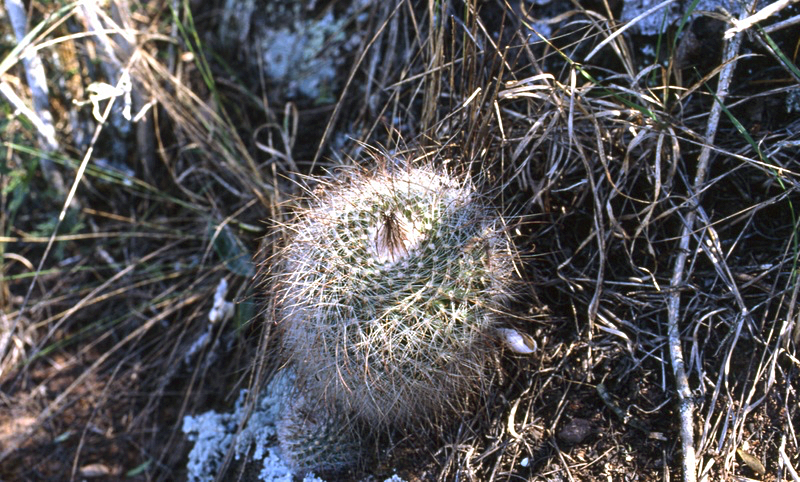 Parodia macrancistra 'talaensis' ME 44 (El Brete/El Tala)