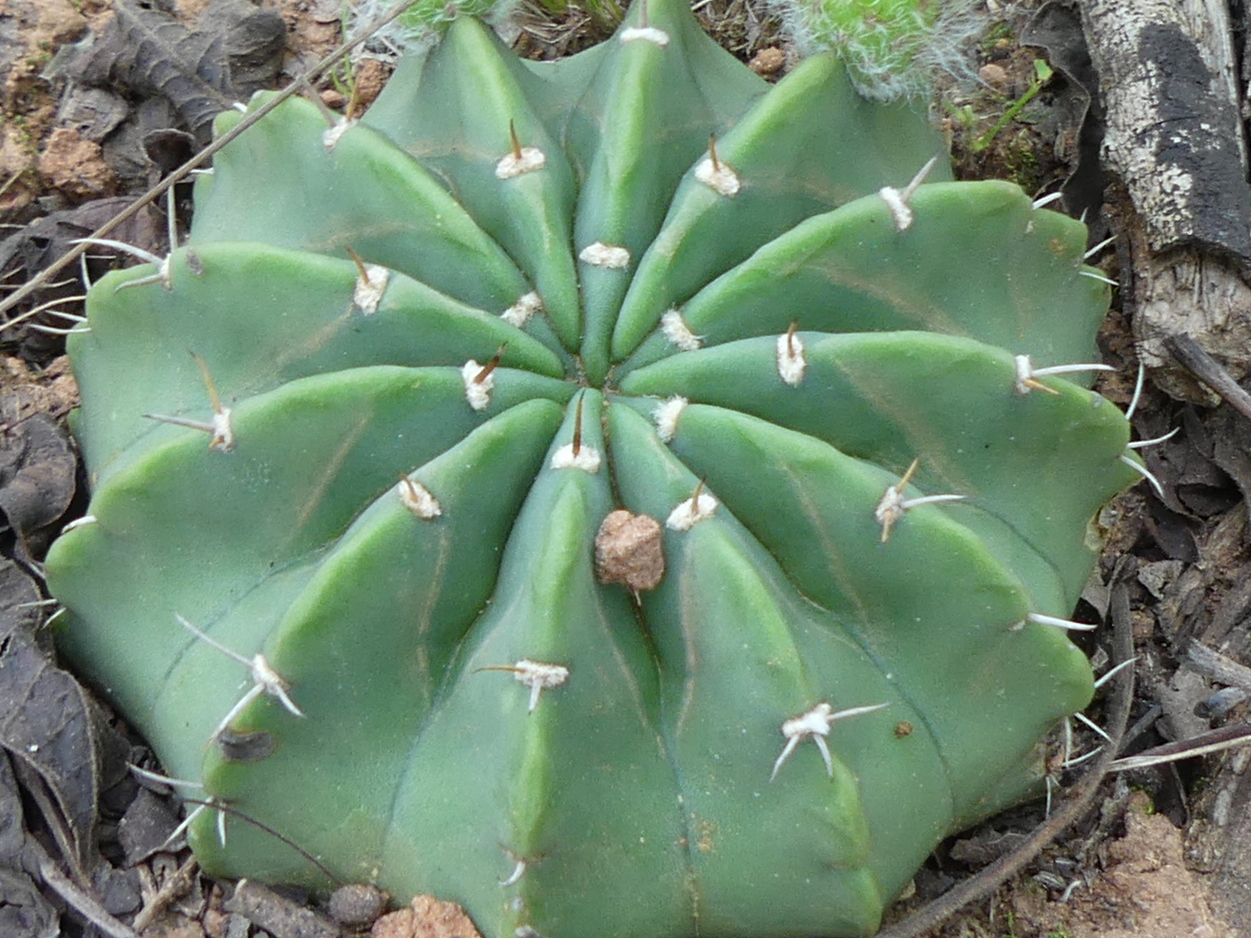 Echinopsis subdenudata aff MN 784