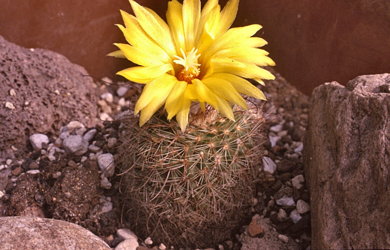 Parodia macrancistra ME 108 (San Vicente)
