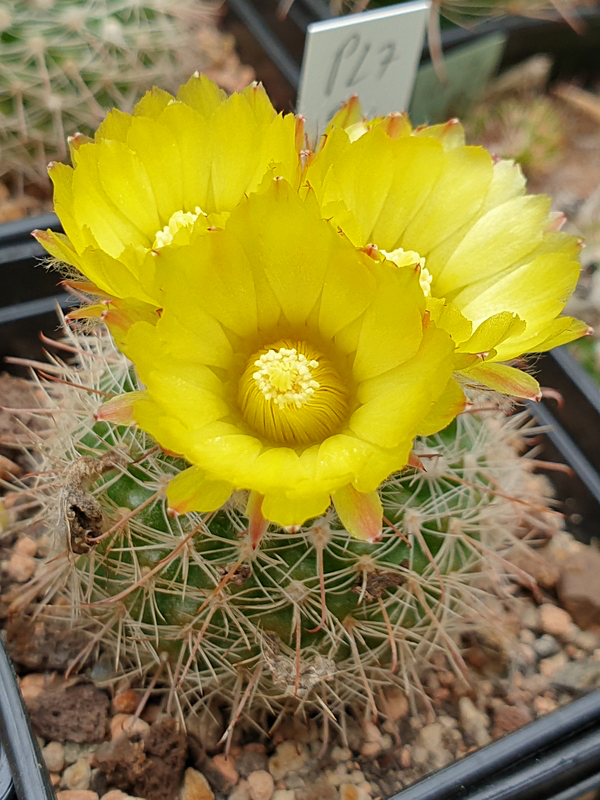 Parodia riojensis P 27