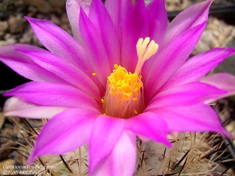 Gymnocactus beguinii LX 176