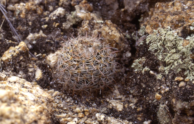 Parodia sanagasta ME 69 (Agua Blanca)