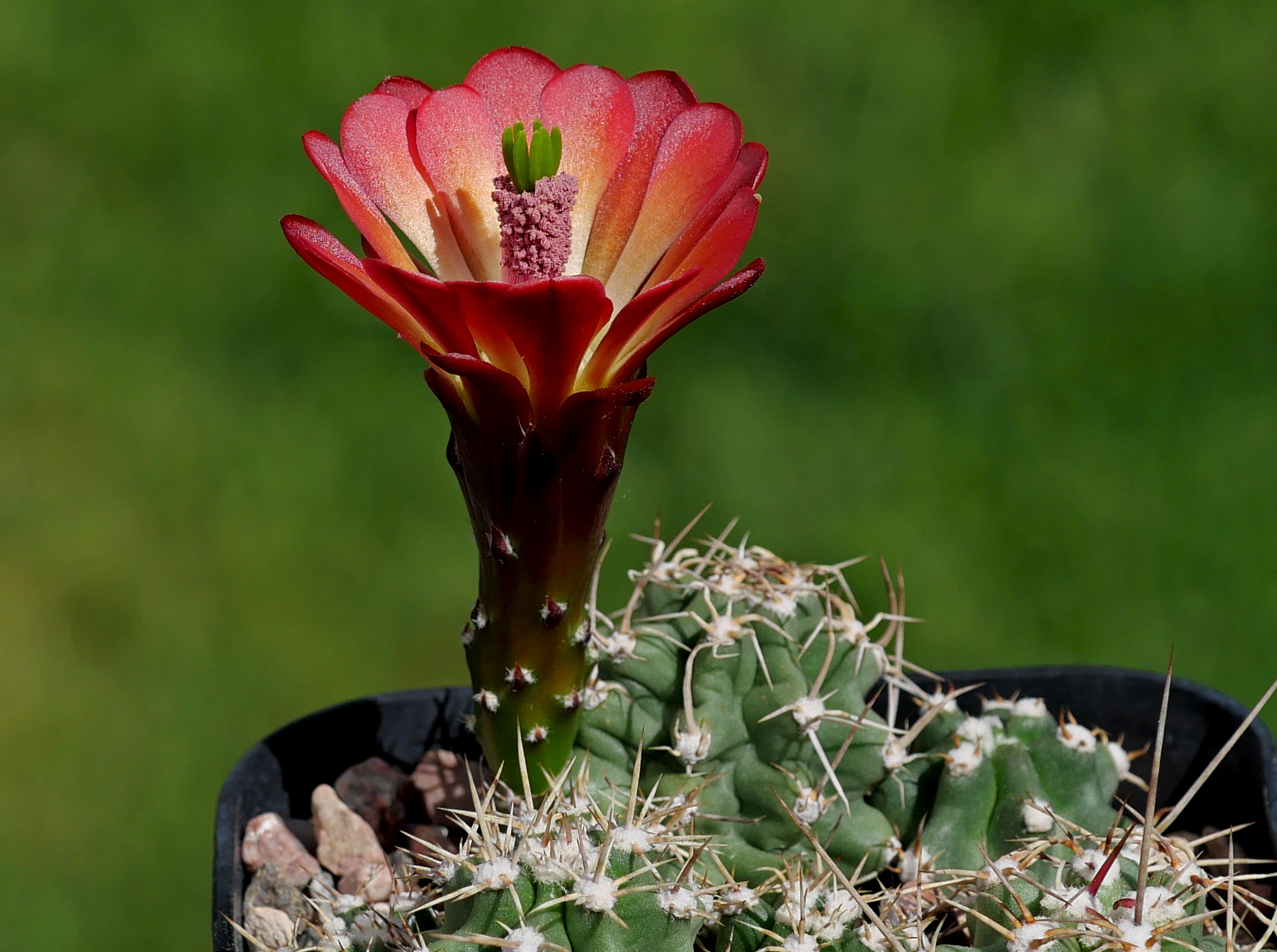 Echinocereus mojavensis MN 558a (Mesa Co, CO, 1850m