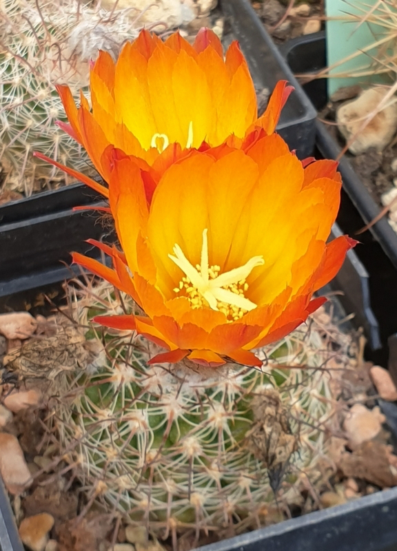 Parodia spanisa Lau 449