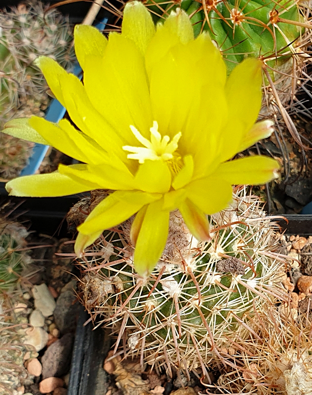 Parodia spec. ME 12 (Andaluca)