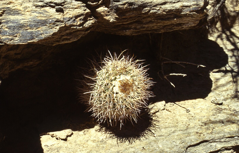Parodia spec. ME 93 (Seclantas)