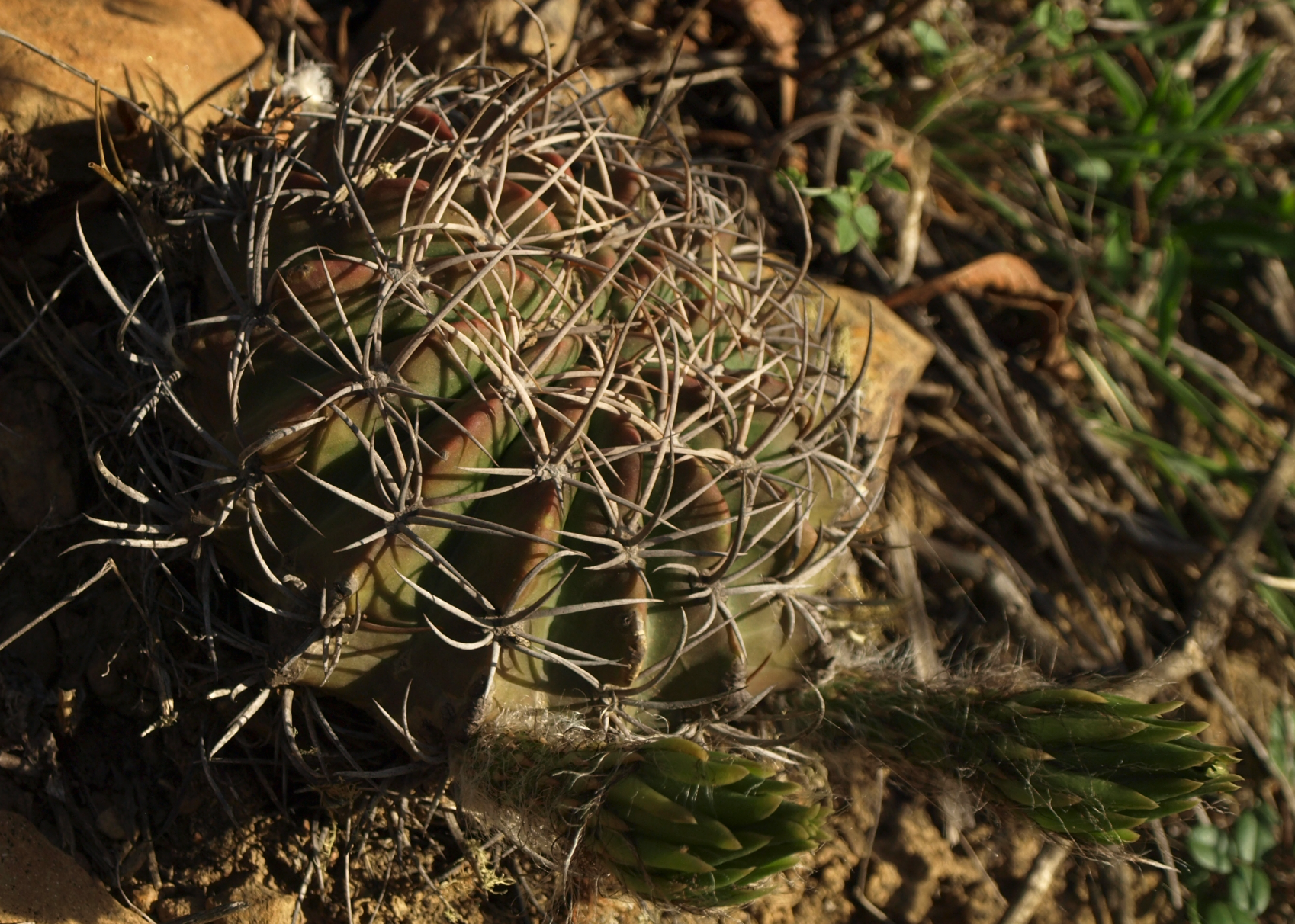 Echinopsis obrepanda TB 1003.2 (Pampas, Coch)