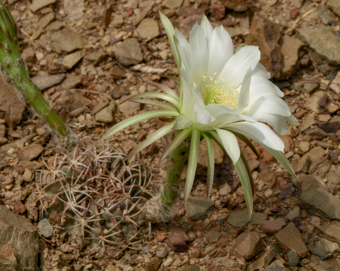Echinopsis obrepanda TB 1008.1 (La Piedra, Coch)