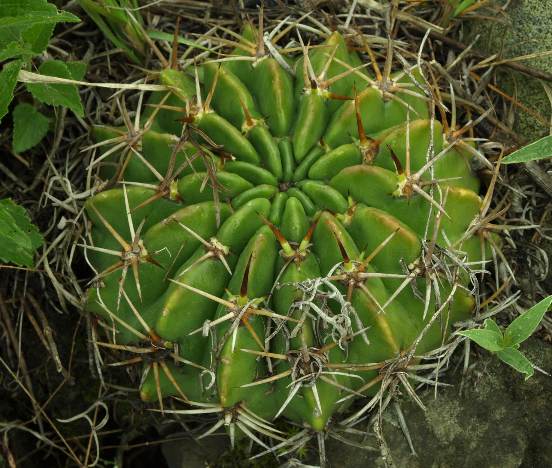 Echinopsis obrepanda TB 834.2 (SW Azurduy,Bol)